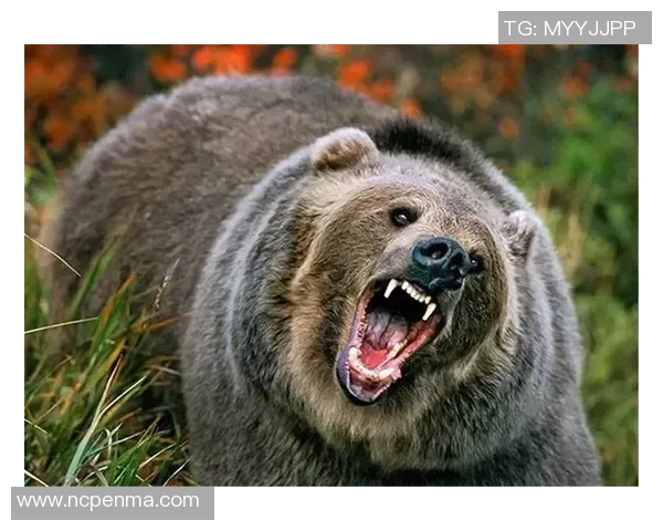 在狼群中崛起的足球明星与勇气与荣耀的传奇之路